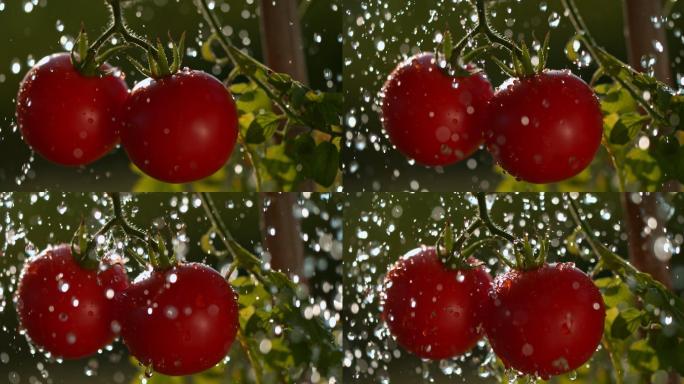 在花园里浇灌红色西红柿的超慢镜头特写镜头