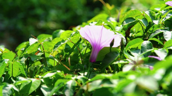 牵牛花