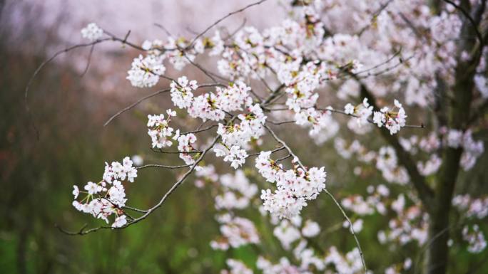 风中飘舞的樱花桃花4k