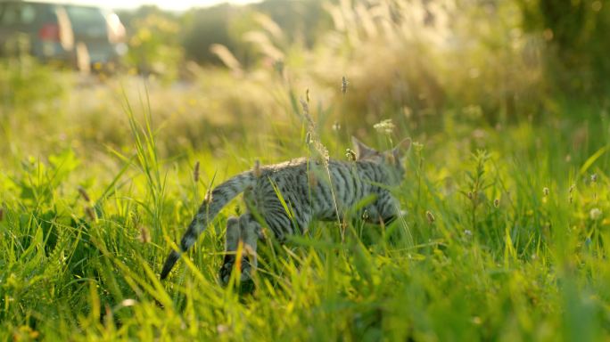 草丛里的小猫草坪英短猫咪生态绿色