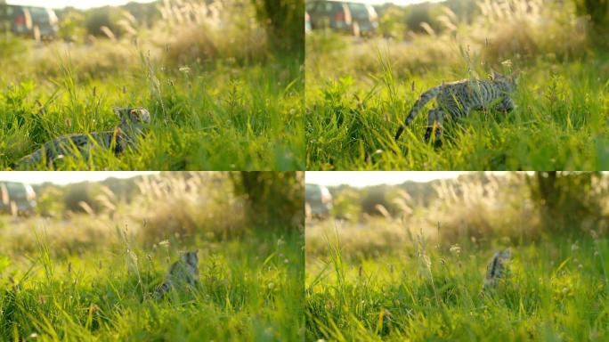 草丛里的小猫草坪英短猫咪生态绿色