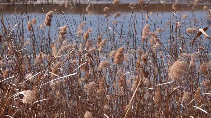 冬季湿地公园枯黄的芦苇