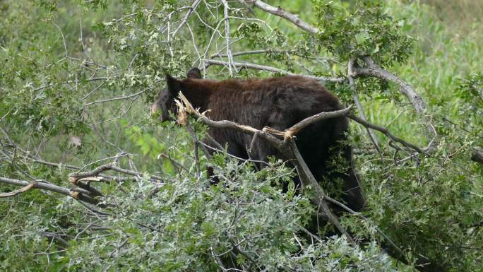 在树上觅食的棕熊大黑熊狗熊爬树