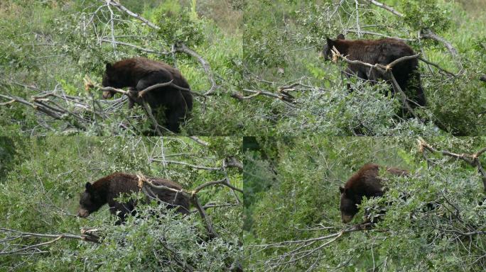 在树上觅食的棕熊大黑熊狗熊爬树