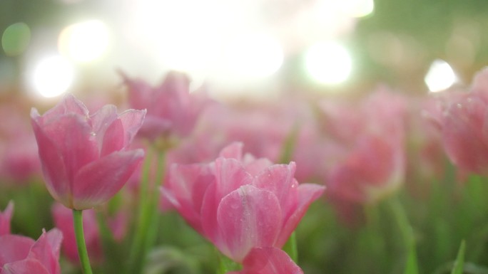 粉色郁金香小清新治愈纯美浪漫郁金香花香花