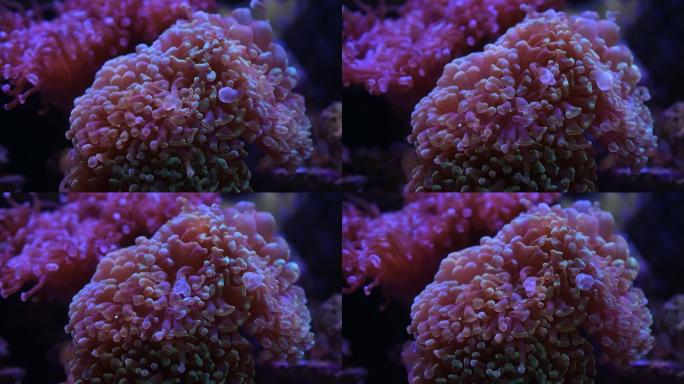 艳丽珊瑚：地球上最古老的海洋生物之一02
