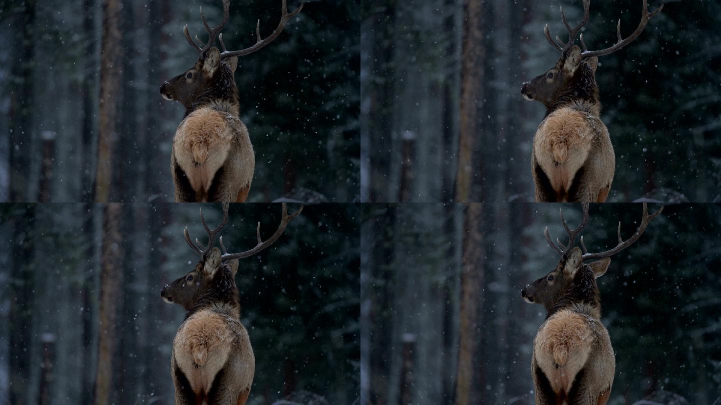 麋鹿，冬季降雪鹿自然麋鹿