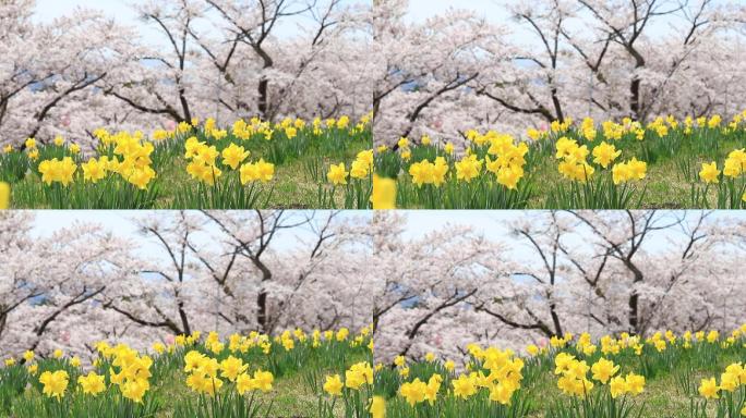 以樱花和樱花为背景的黄色水仙花。