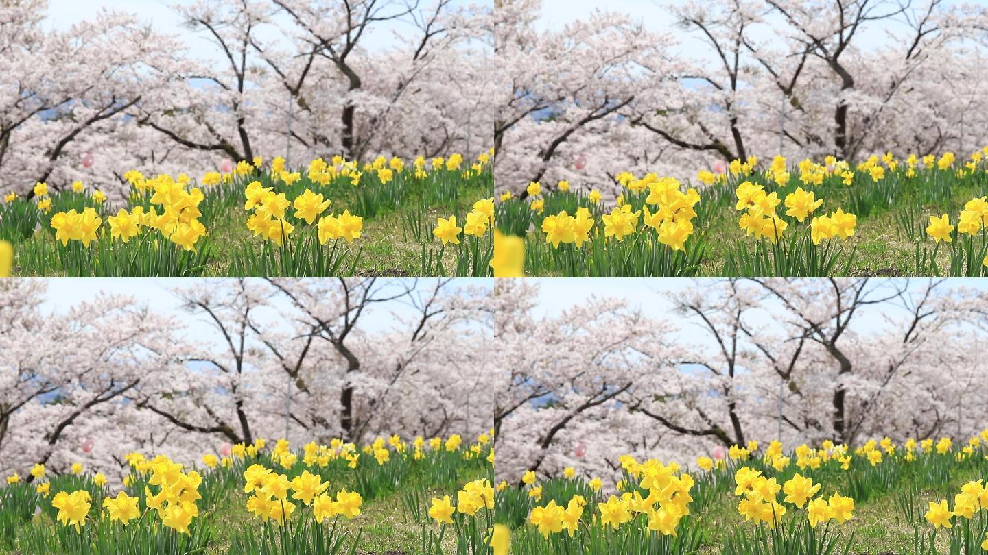 以樱花和樱花为背景的黄色水仙花。