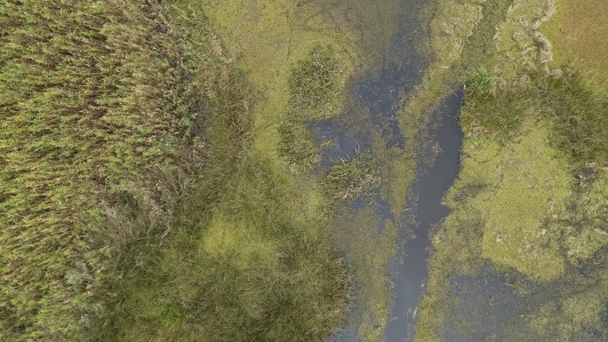 美国路易斯安那州湿地公园沼泽地绿色植被