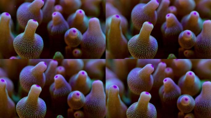 艳丽珊瑚：地球上最古老的海洋生物之一03
