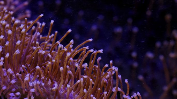 艳丽珊瑚：地球上最古老的海洋生物之一16