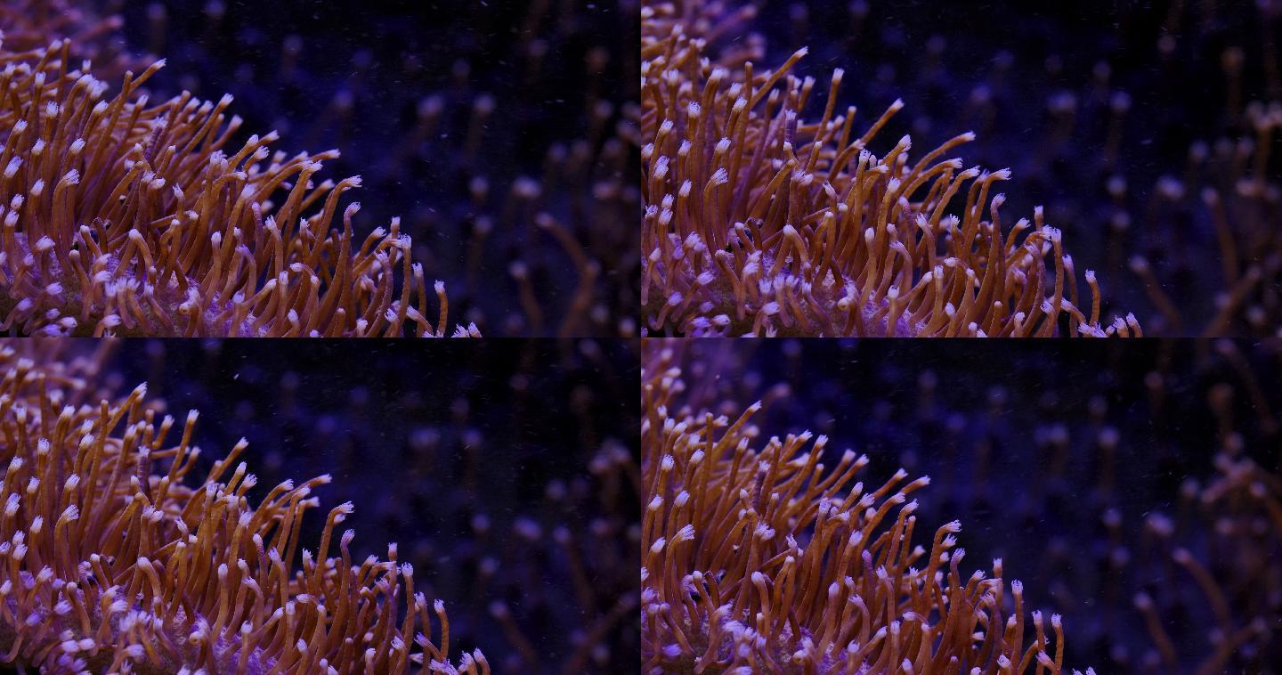 艳丽珊瑚：地球上最古老的海洋生物之一16