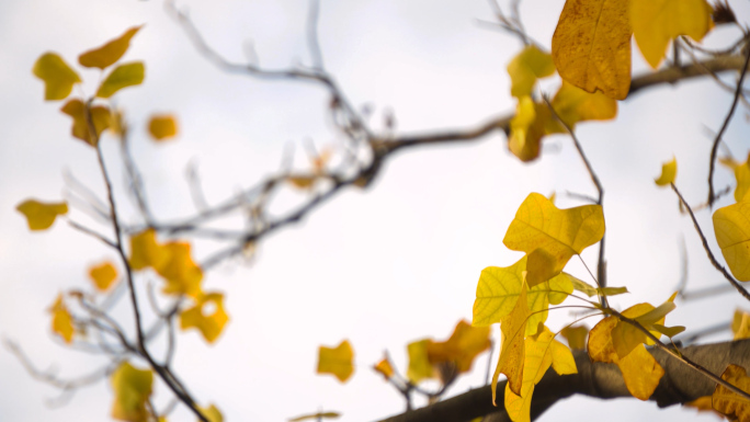 秋天枯黄树叶