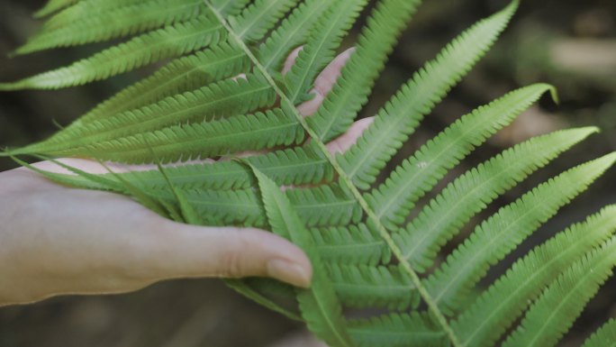 触摸绿色蕨类植物叶子