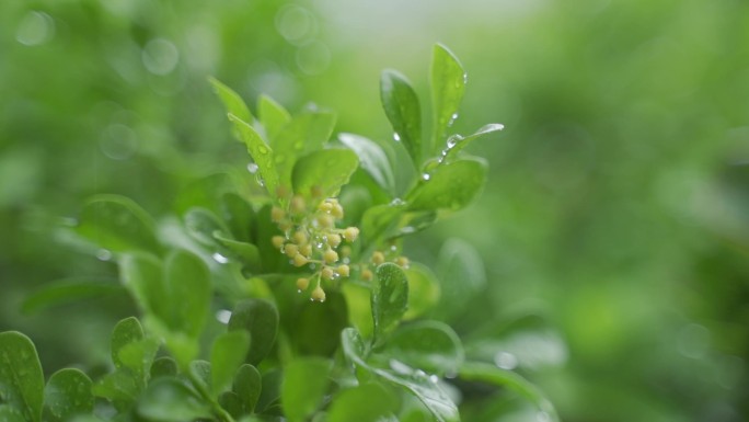 下雨天 绿植 空镜