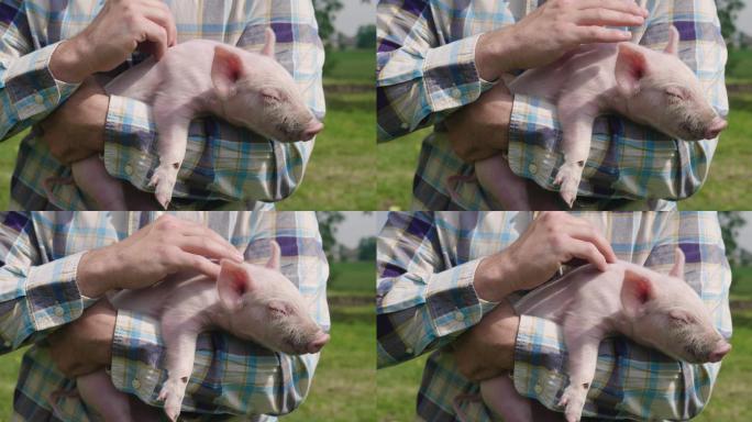 一位农民小心翼翼地抚摸他的猪