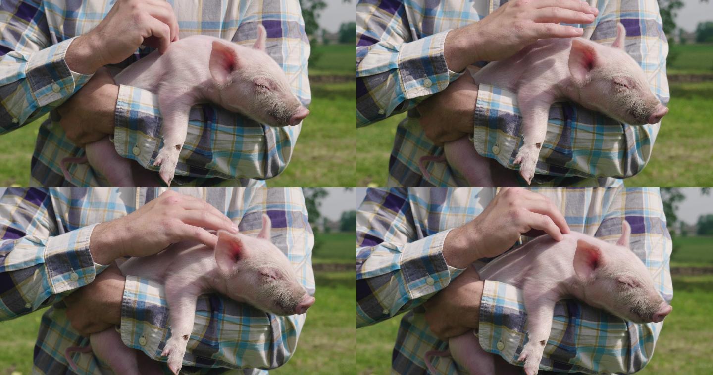 一位农民小心翼翼地抚摸他的猪