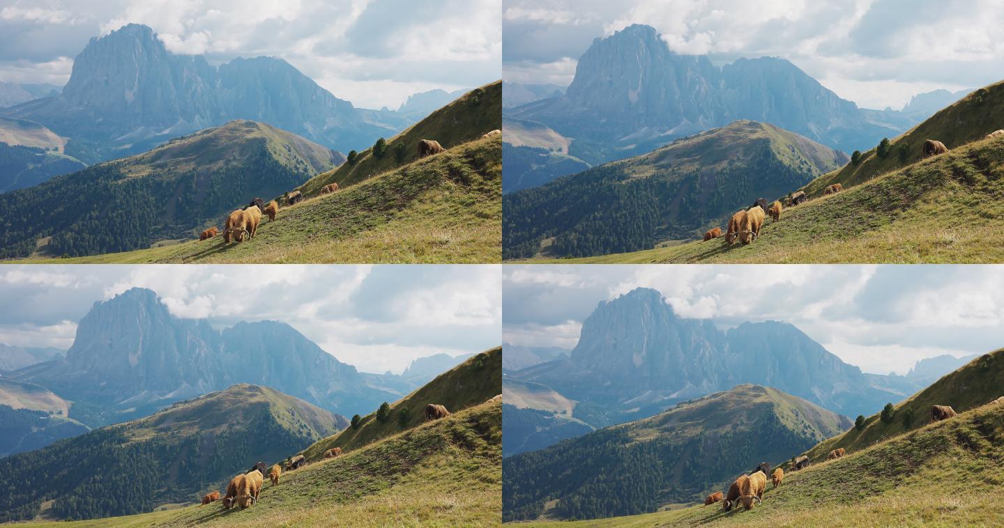 阿尔卑斯山上的牦牛
