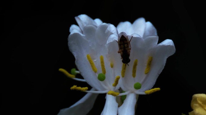 夜里花朵花蕊昆虫