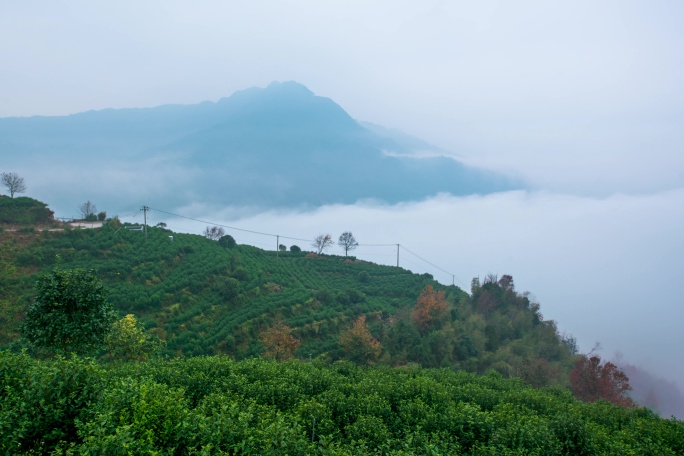 高山云雾茶园