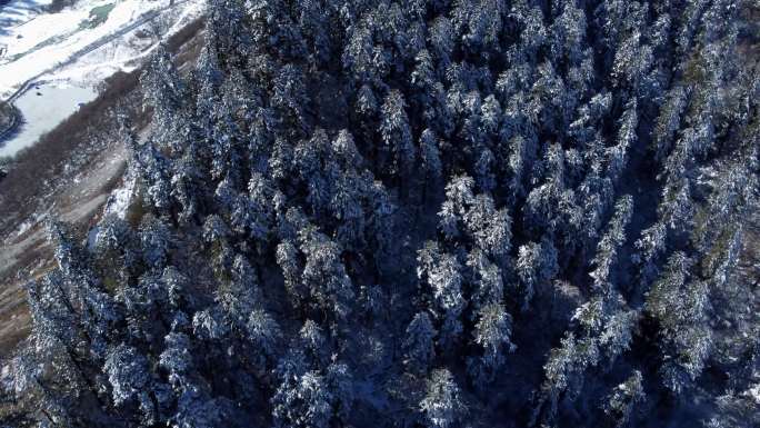 冰雪原始森林 林海 林海雪原 海螺沟