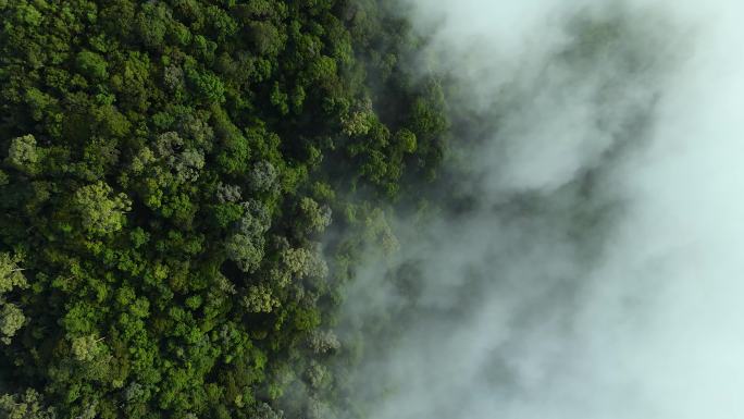 俯瞰雨林，清晨云雾弥漫