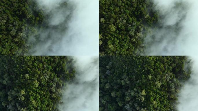 俯瞰雨林，清晨云雾弥漫