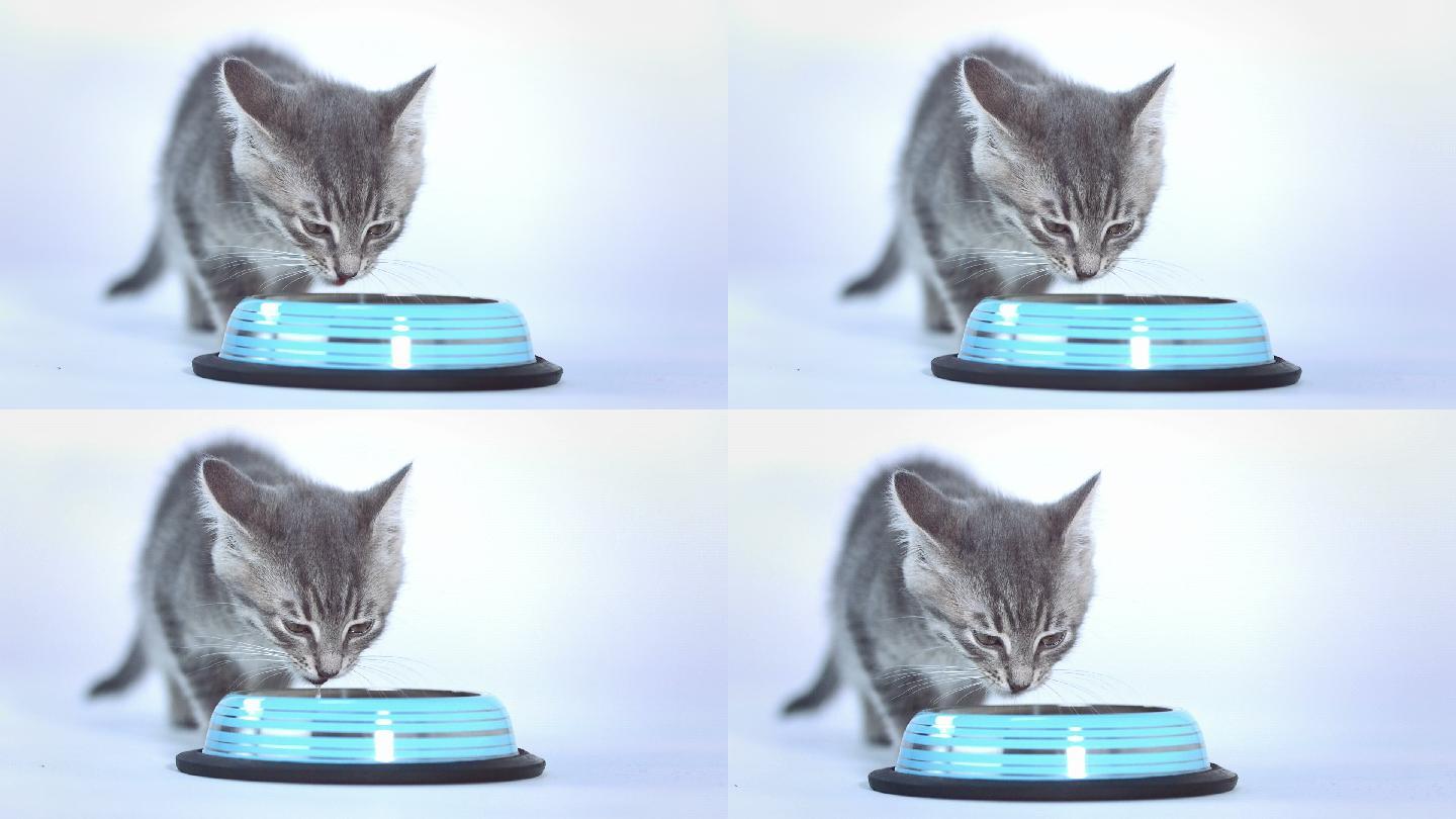 小猫喝牛奶小奶猫慢镜头慢动作舔食河水