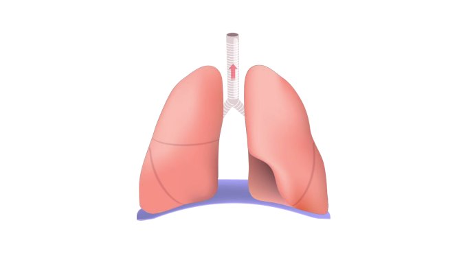 肺部呼吸动画呼吸机医学检查健康生活方式