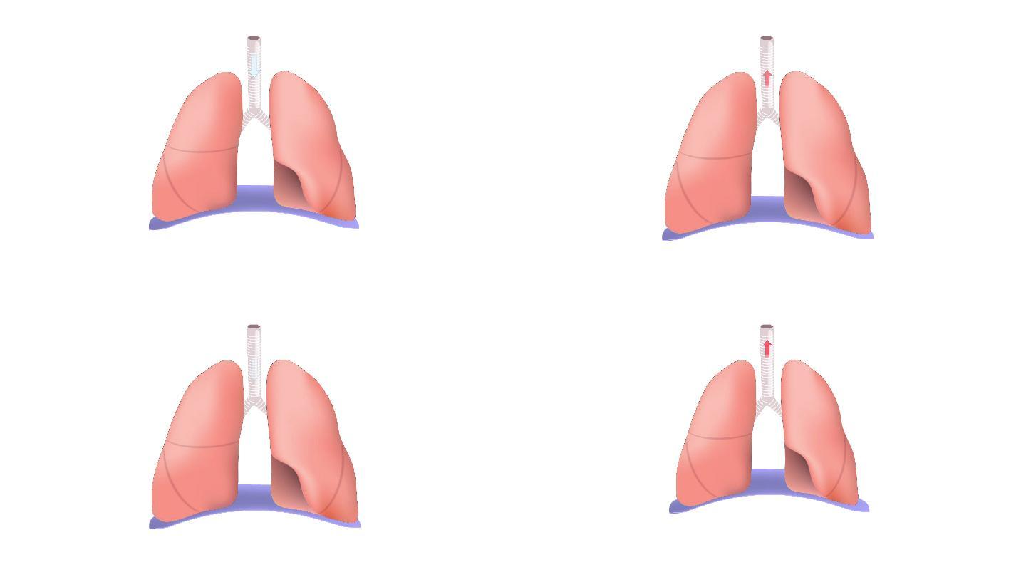 肺部呼吸动画呼吸机医学检查健康生活方式