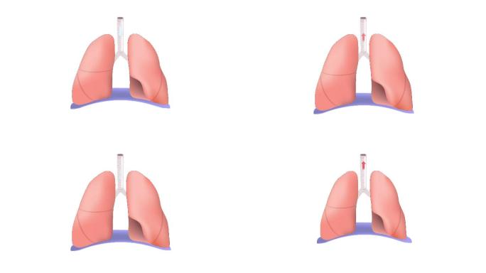 肺部呼吸动画呼吸机医学检查健康生活方式