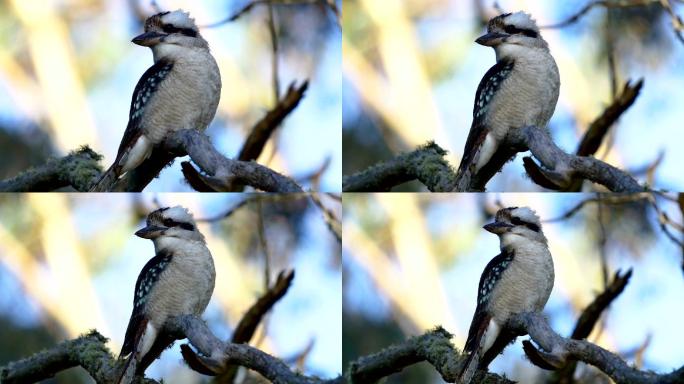 笑翠鸟动物行为视频素材鸟类特征