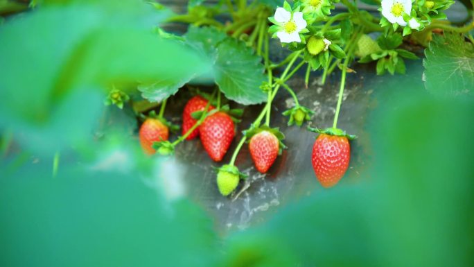 草莓园里的新鲜草莓
