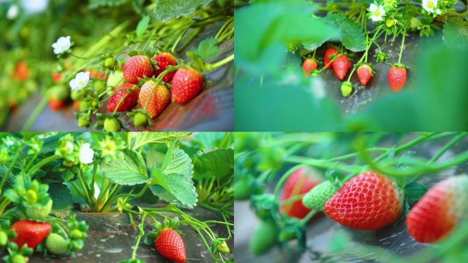 草莓园里的新鲜草莓