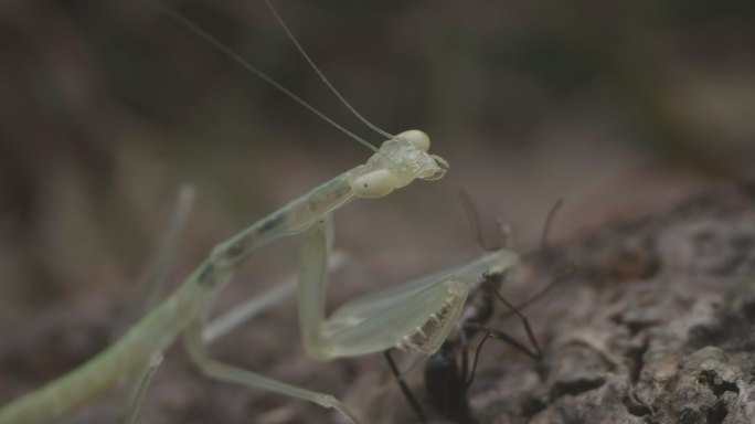 体色半透明的多齿华柔螳山间捕食蚂蚁3