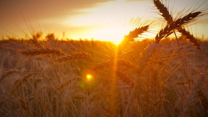 黄昏时的小麦水稻谷农业丰收稻田小麦粮食耕