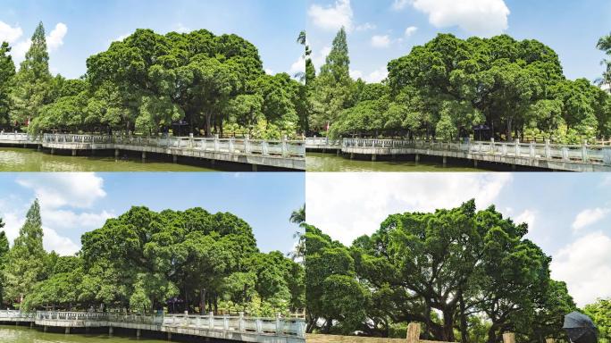 福建福州榕树王延时摄影