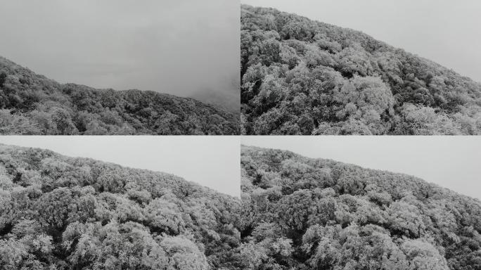 南川金佛山雪景