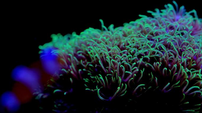 艳丽珊瑚：地球上最古老的海洋生物之一13