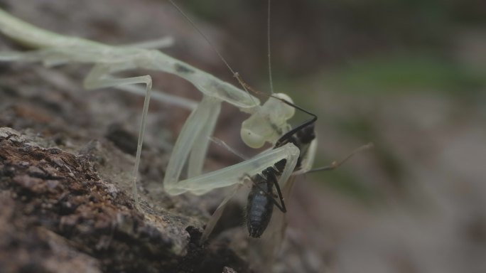 体色半透明的多齿华柔螳山间捕食蚂蚁7