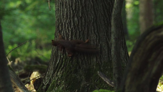 在黑森林觅食的林地松鼠