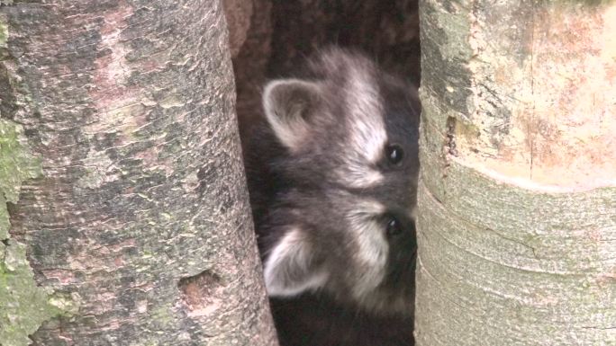 浣熊从树洞里窥视野外