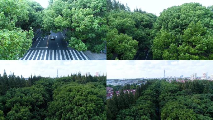 【航拍】上海闵行区香樟树一条街