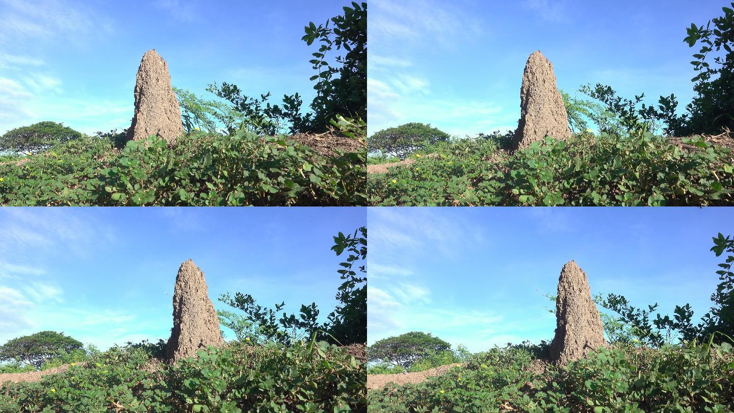 白蚁丘风景湖泊风光延时山河森林云海青山绿