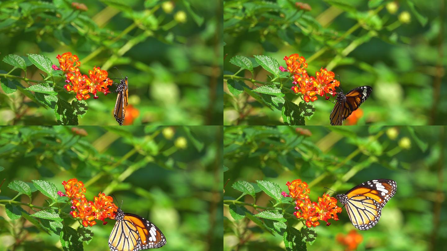 橙色花朵上的帝王蝴蝶