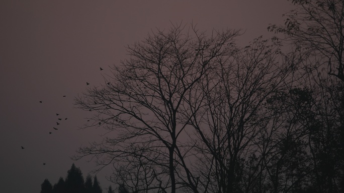 【意境】黄昏、寂静山林、归鸟