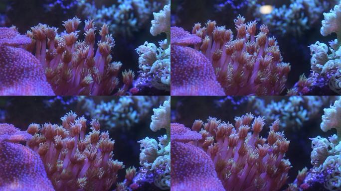 艳丽珊瑚：地球上最古老的海洋生物之一01