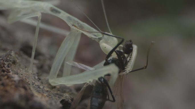 体色半透明的多齿华柔螳山间捕食蚂蚁6