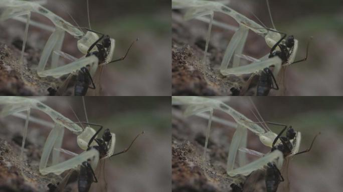 体色半透明的多齿华柔螳山间捕食蚂蚁6